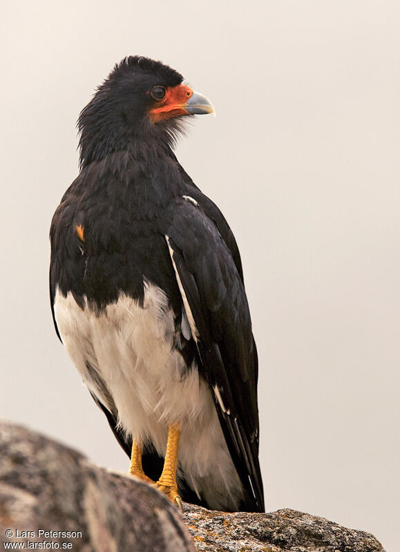 Mountain Caracara