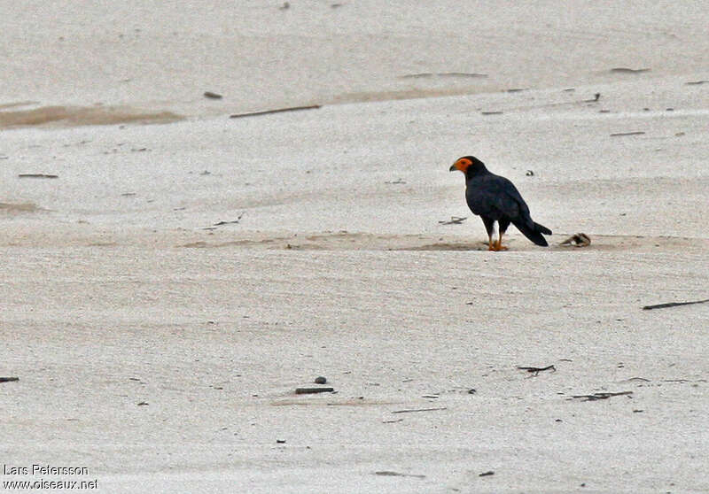 Black Caracaraadult, eats