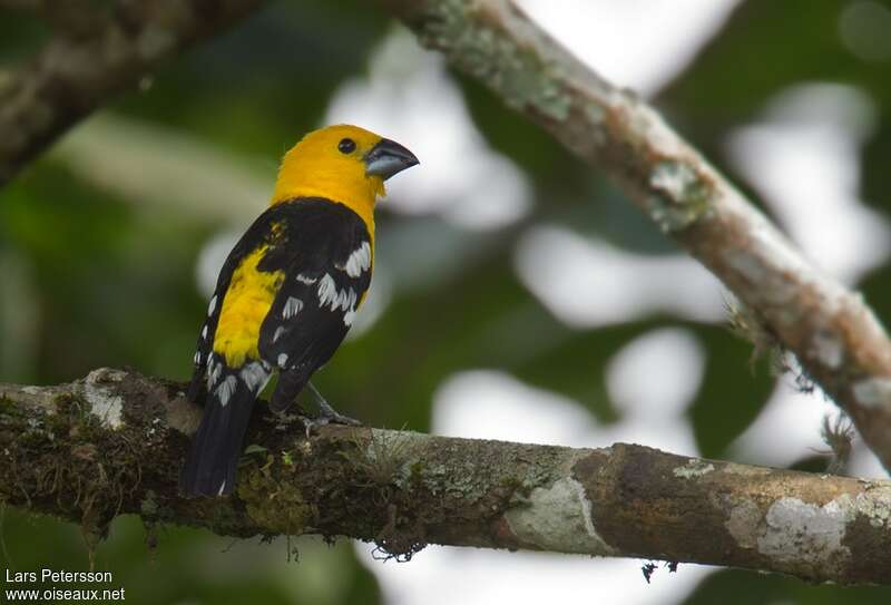 Cardinal à tête jaune mâle adulte, pigmentation