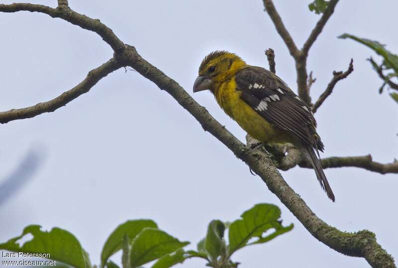 Golden Grosbeak female adult, identification