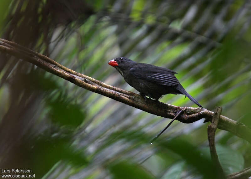 Cardinal ardoisé mâle adulte, identification