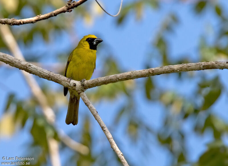 Yellow-green Grosbeak