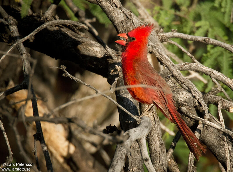 Cardinal rouge