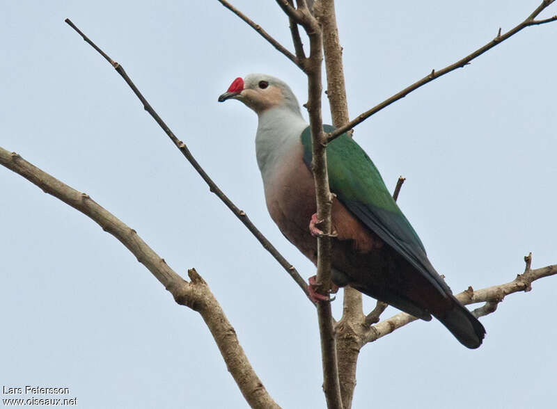 Red-knobbed Imperial Pigeonadult, identification