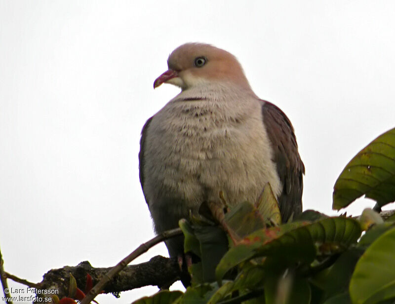 Mountain Imperial Pigeon