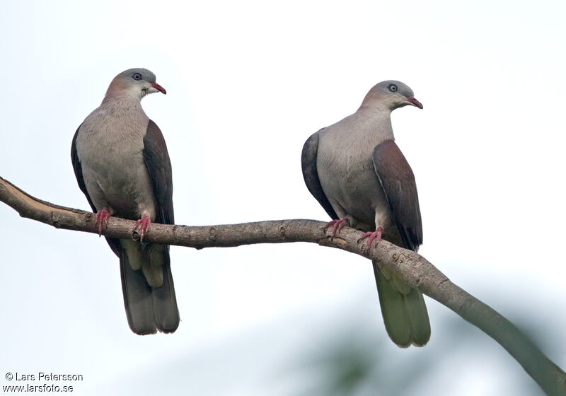 Mountain Imperial Pigeon