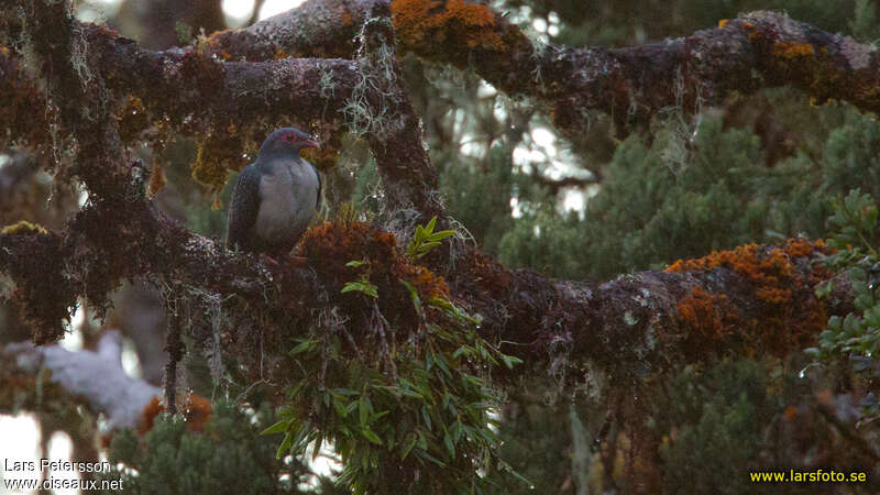 Papuan Mountain Pigeonadult, habitat