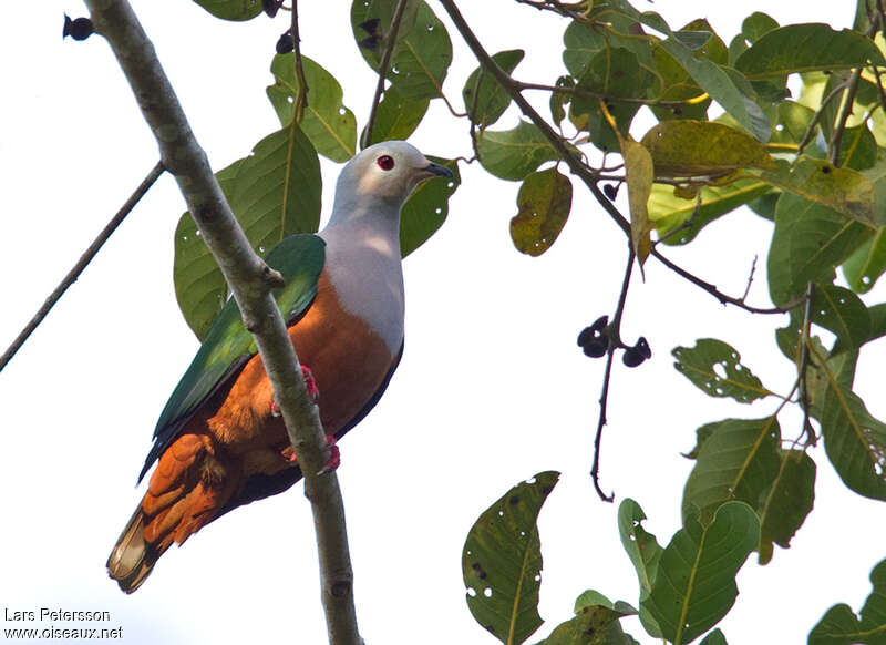 Finsch's Imperial Pigeon