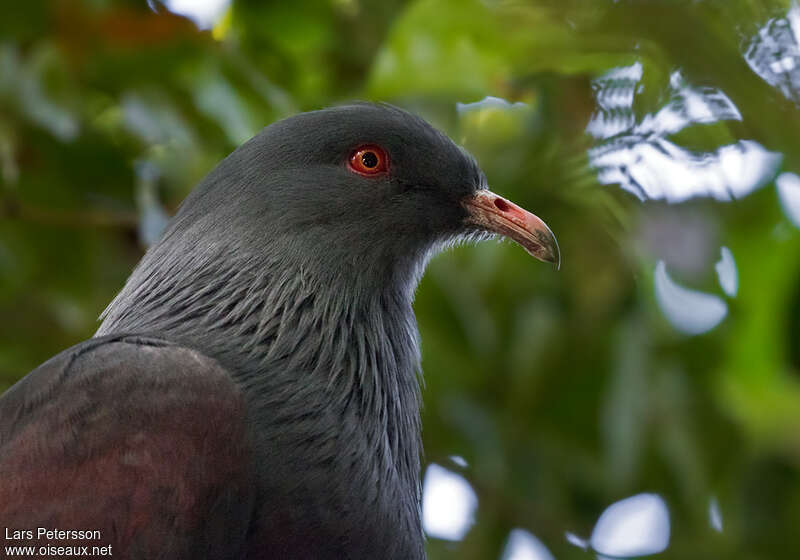 Goliath Imperial Pigeonadult, close-up portrait