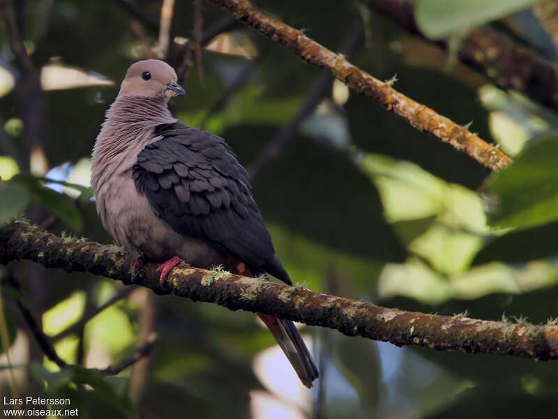 Dark-backed Imperial Pigeonadult, pigmentation