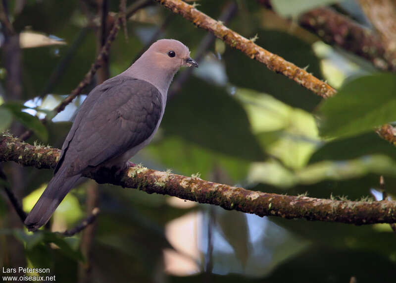 Dark-backed Imperial Pigeonadult, identification