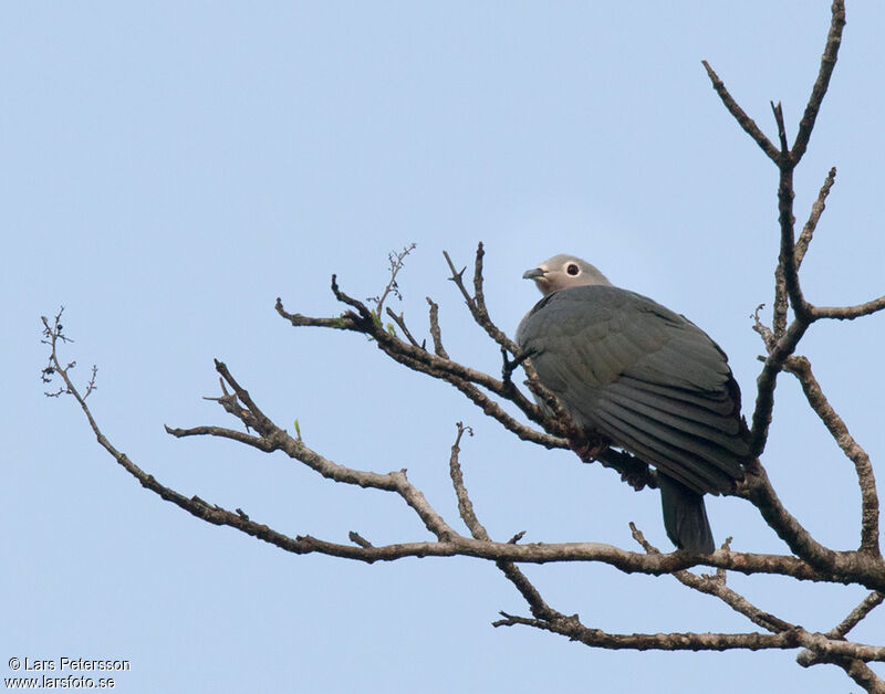 Island Imperial Pigeon