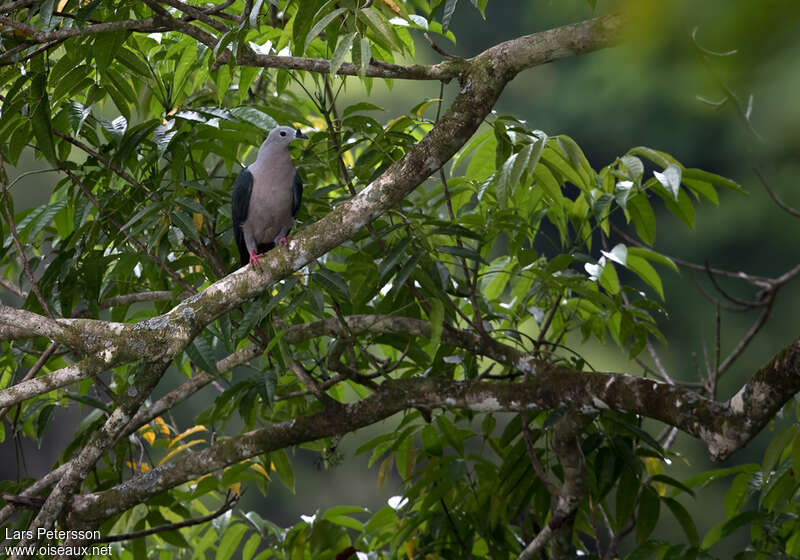 Pacific Imperial Pigeonadult, habitat