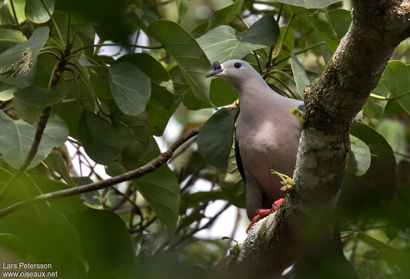 Pacific Imperial Pigeonadult, identification