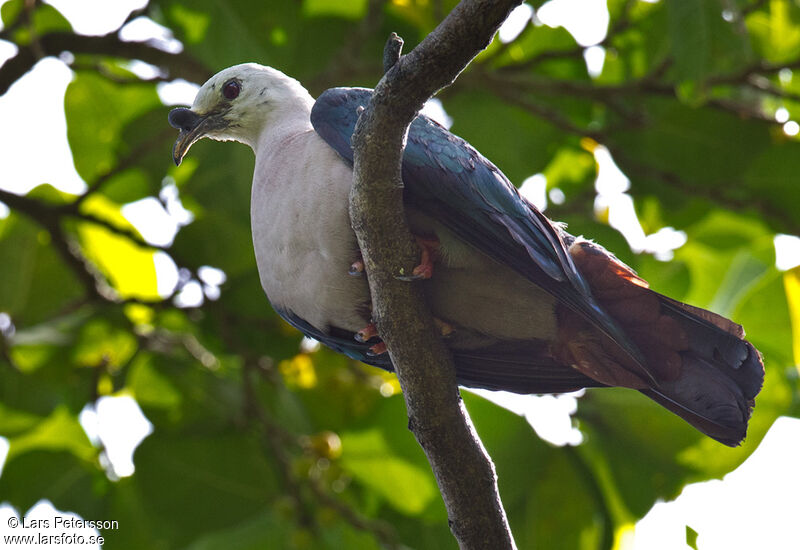 Pacific Imperial Pigeonadult, identification