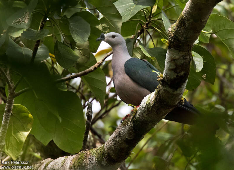 Pacific Imperial Pigeonadult, identification