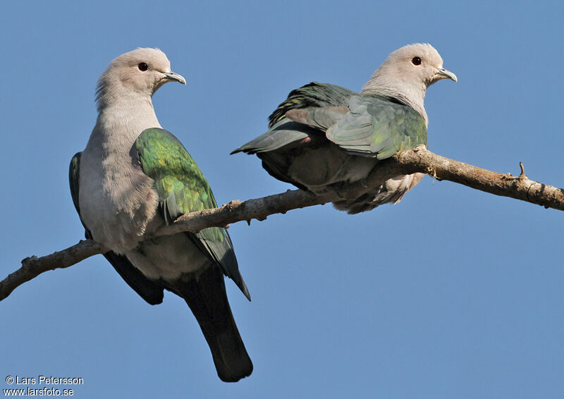 Green Imperial Pigeon