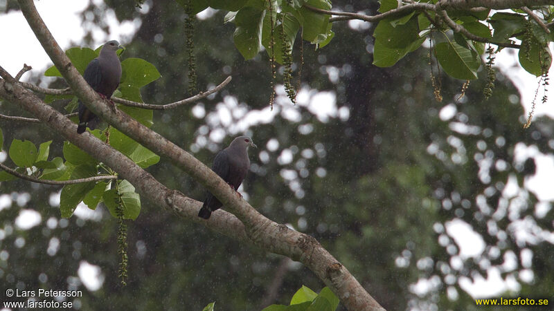 Pinon's Imperial Pigeon