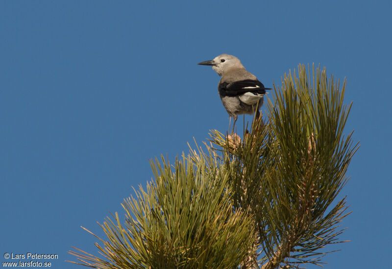 Clark's Nutcracker