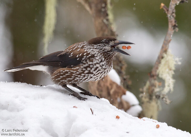 Spotted Nutcracker