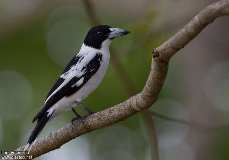 Cassican à dos noiradulte, identification