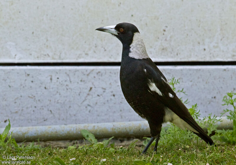 Australian Magpie