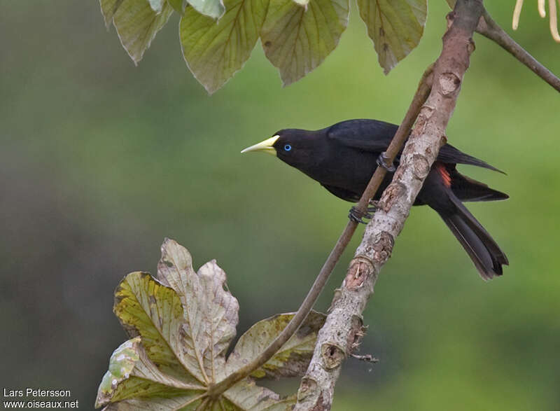 Cassique cul-rouge mâle adulte, identification