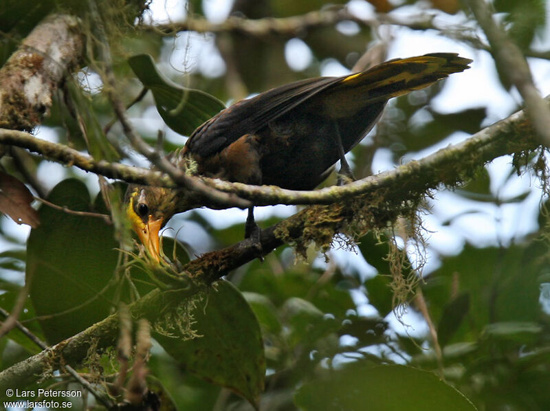 Russet-backed Oropendola