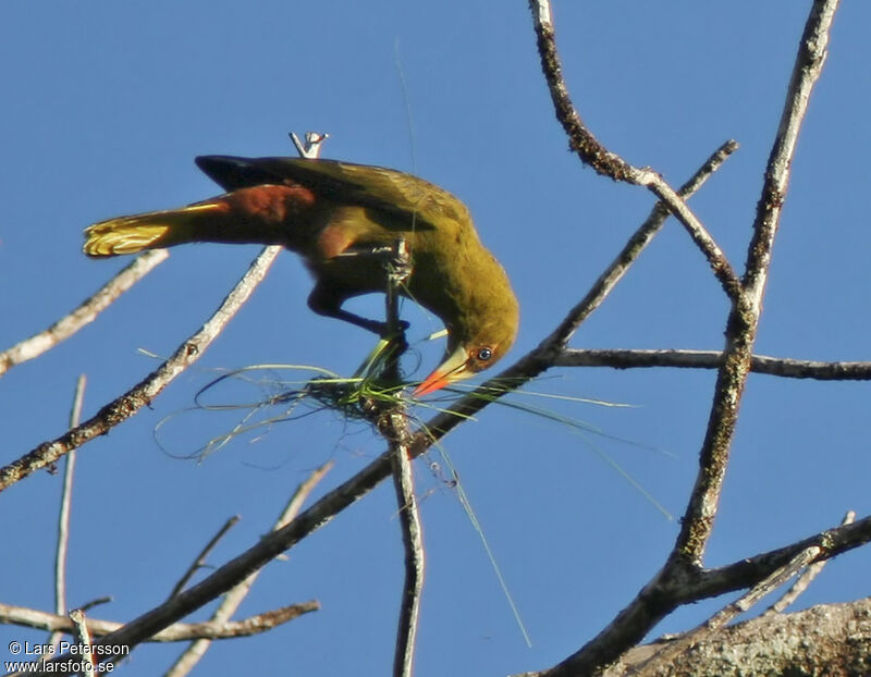 Green Oropendola