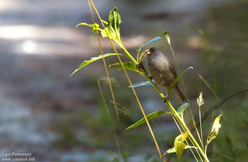 Paramo Seedeater female adult, identification