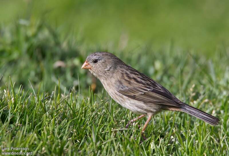 Cataménie terne femelle adulte, identification