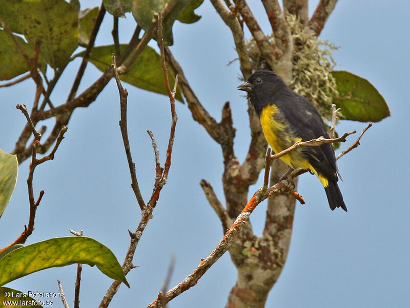 Yellow-bellied Siskin