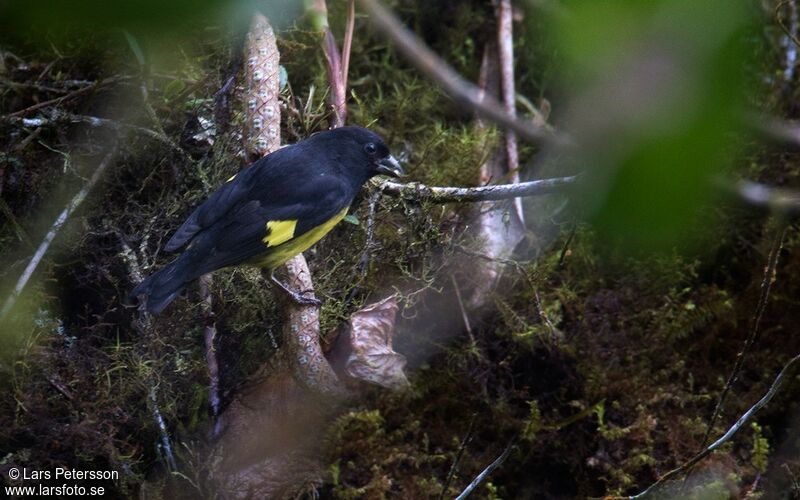 Yellow-bellied Siskin