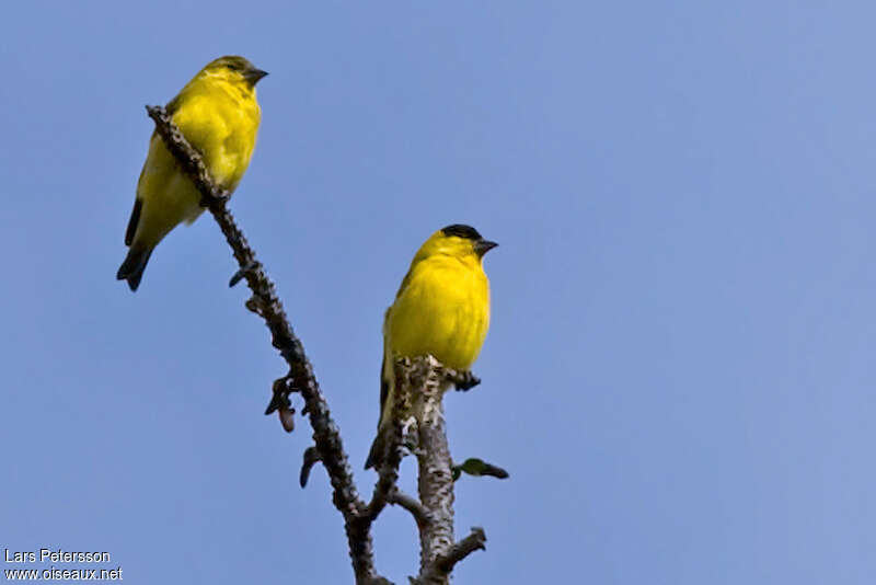 Yellow-faced Siskinadult breeding