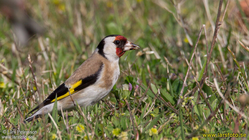 Chardonneret élégant