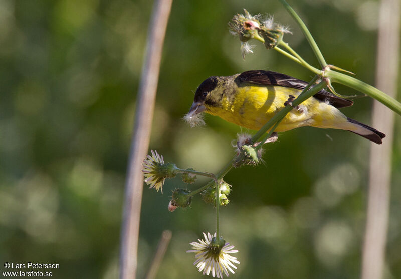 Lesser Goldfinch