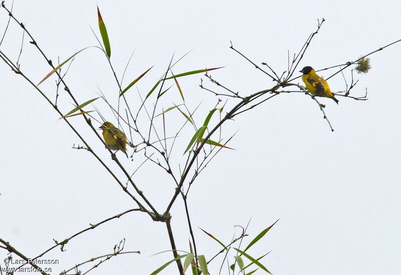 Saffron Siskin