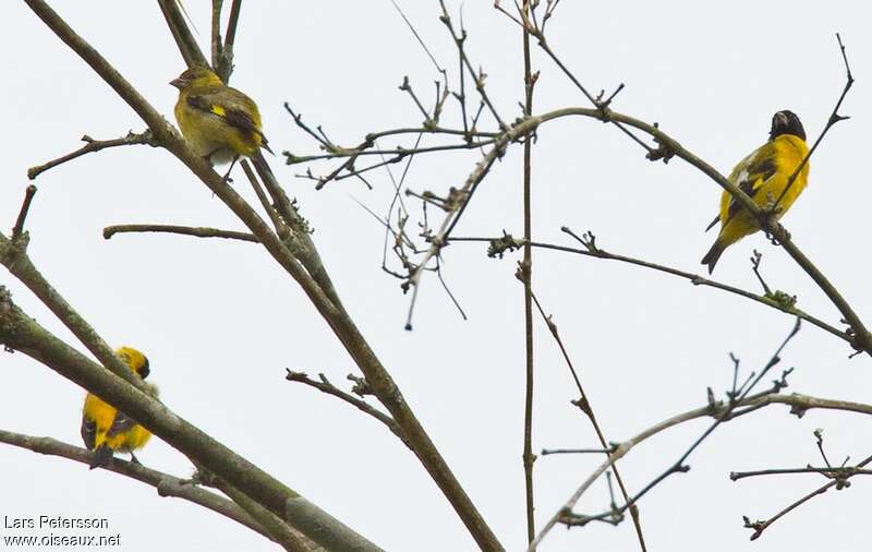 Chardonneret safran