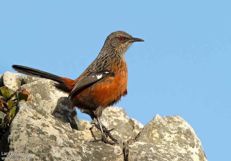 Cape Rockjumper female adult, identification