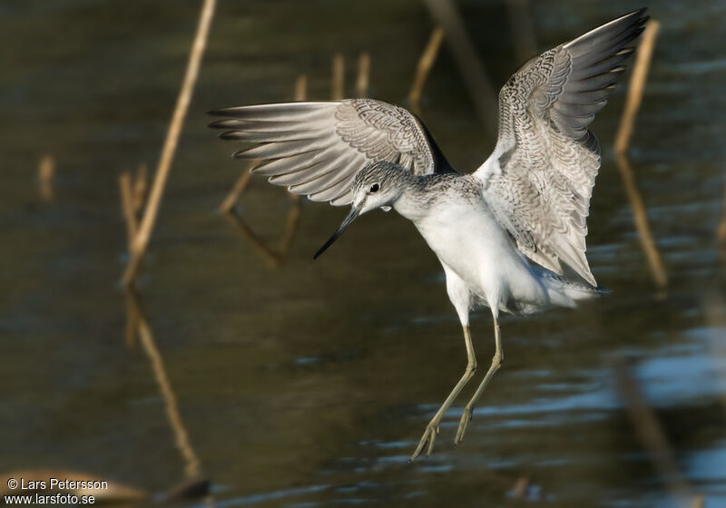 Common Greenshank