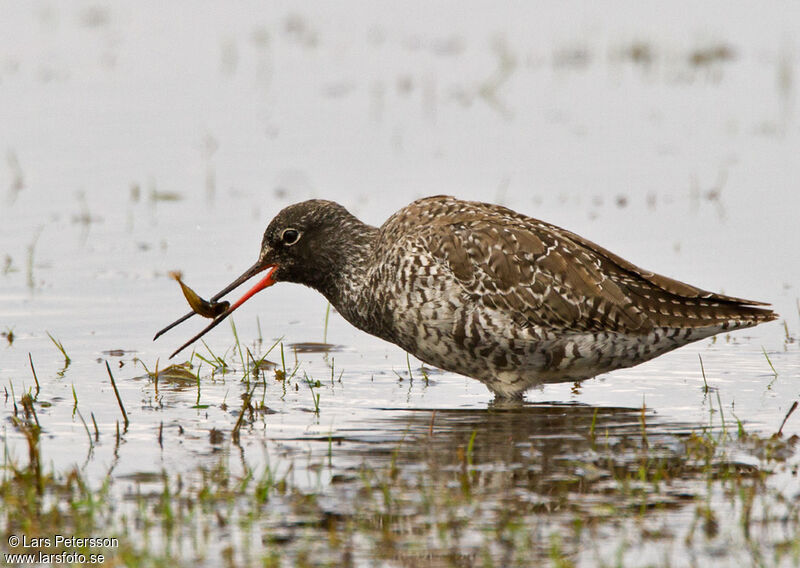 Spotted Redshank