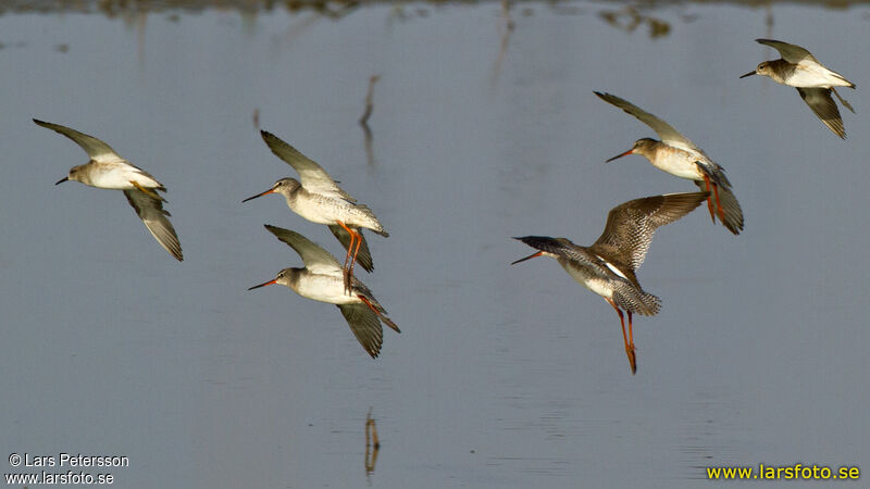 Spotted Redshank