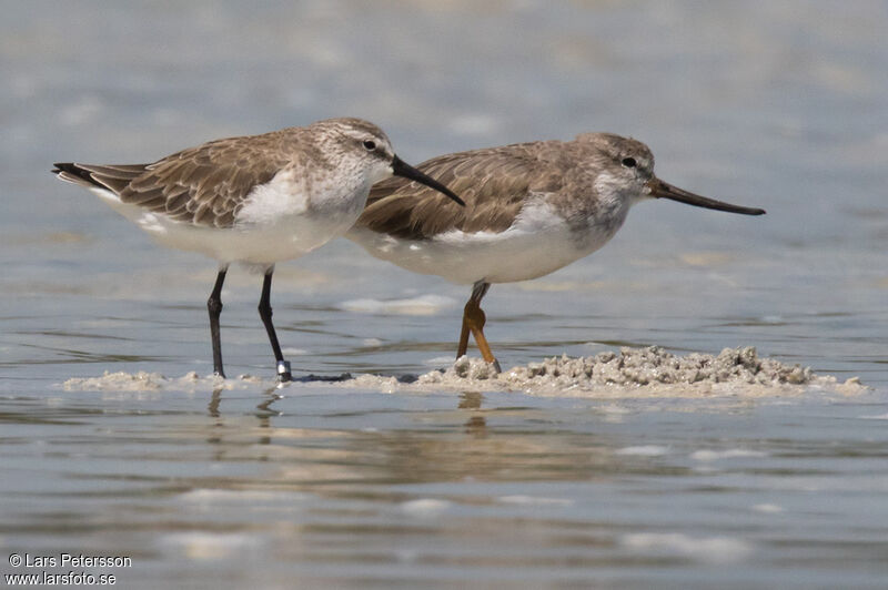 Terek Sandpiper