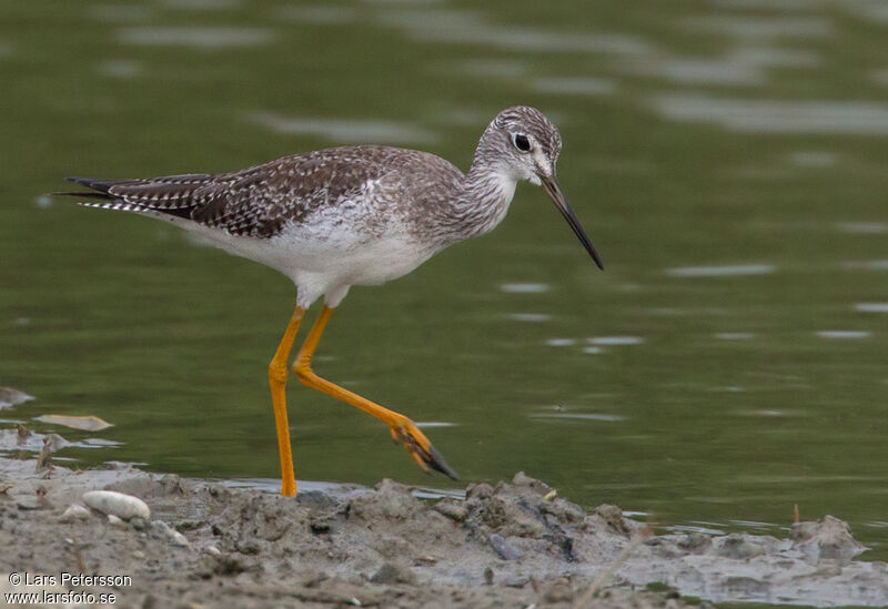 Greater Yellowlegs