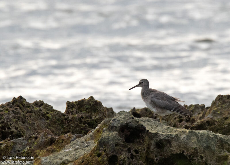 Grey-tailed Tattler