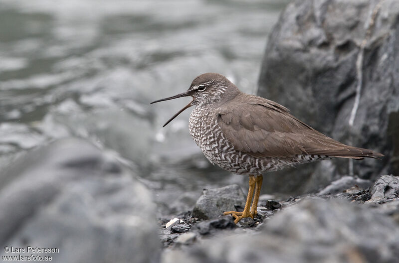 Wandering Tattler