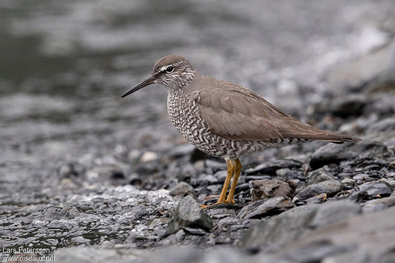 Wandering Tattleradult breeding, identification