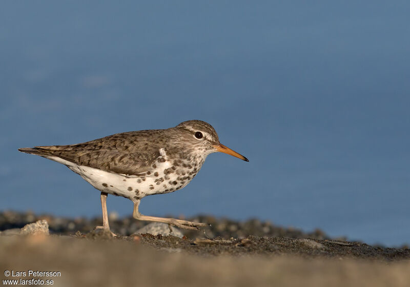 Spotted Sandpiper