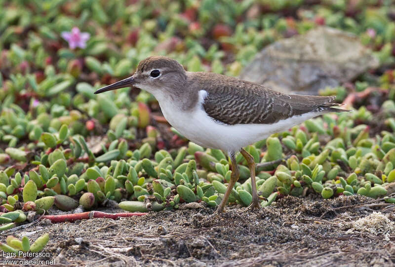 Spotted SandpiperFirst year, identification