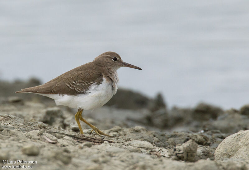 Spotted Sandpiper